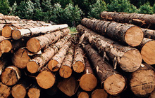 Forest, paper and timber industry